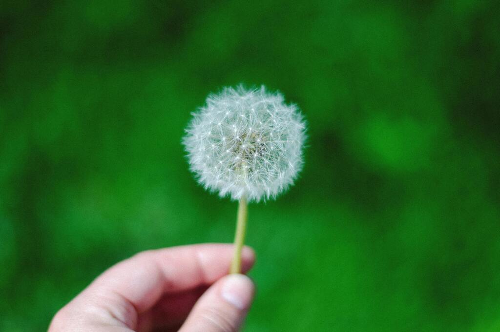 Dandelion representing personal growth and reflection in individual therapy